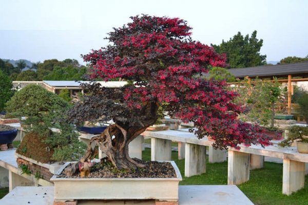 cay-hong-phung-y-nghia-cach-trong-va-cham-soc