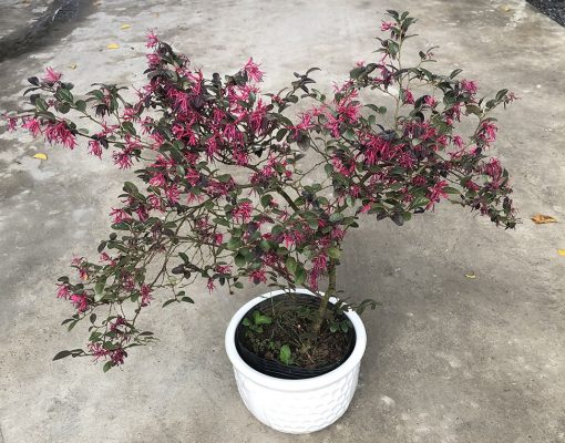 cay-hong-phung-y-nghia-cach-trong-va-cham-soc