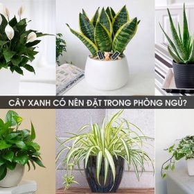 Lưu ý khi đặt, trồng cây xanh trong phòng ngủ