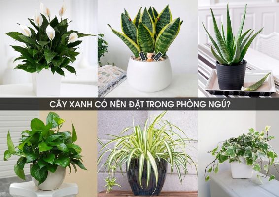 luu-y-khi-dat-trong-cay-xanh-trong-phong-ngu