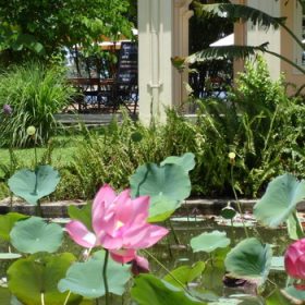 Cây và nước trong phong thủy