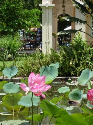 cay-va-nuoc-trong-phong-thuy