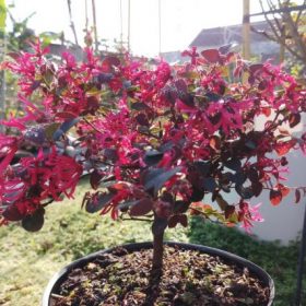 Cây Hồng Phụng: Ý nghĩa, cách trồng và chăm sóc