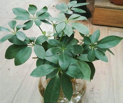 cay-phong-thuy-theo-menh-mang-lai-tai-loc