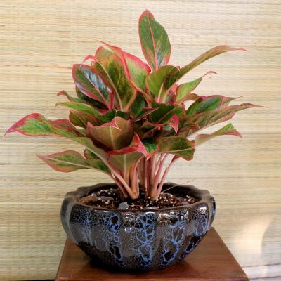 cay-phong-thuy-theo-menh-mang-lai-tai-loc