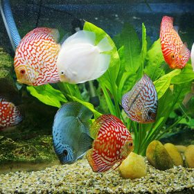 Đặt bể cá mang thịnh vượng vào nhà