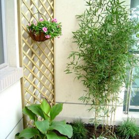 Trồng cây cảnh theo phong thủy