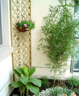 trong-cay-canh-theo-phong-thuy