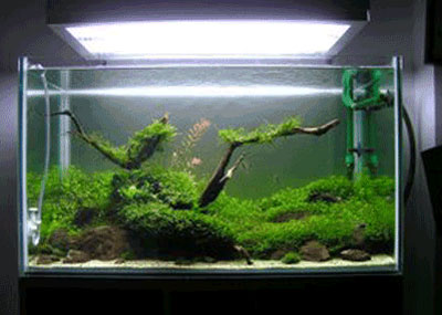 lam-mat-van-phong-voi-thuy-moc